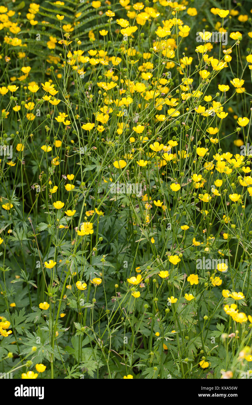 Scharfer Hahnenfuß, Scharfer Hahnenfuss, Ranunculus acris, Synonym: Ranunculus acer, meadow buttercup, tall buttercup, giant buttercup Stock Photo