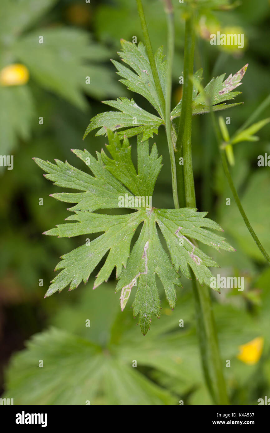 La bouton dor hires stock photography and images Alamy