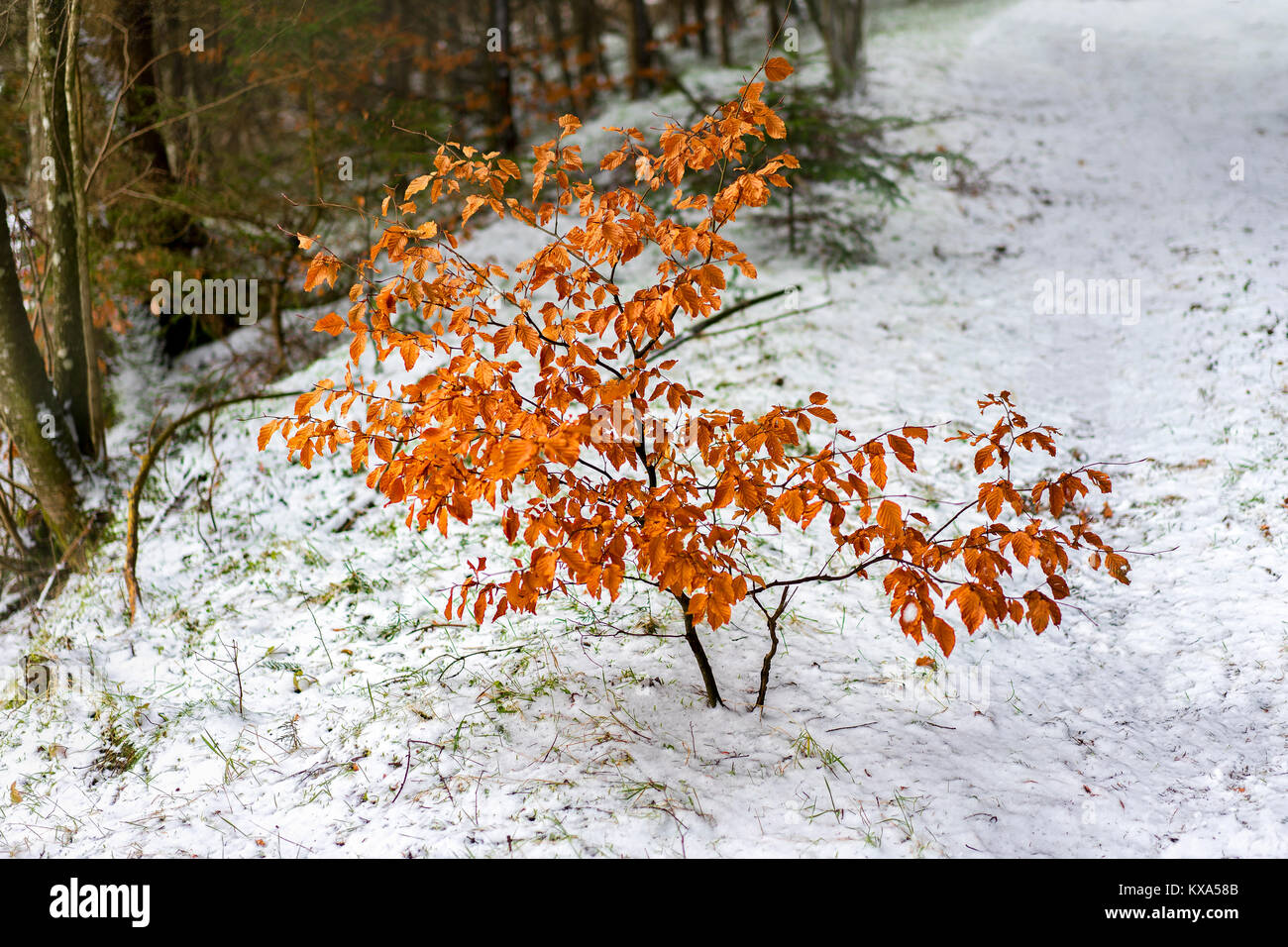 Young tree growing in the snow Stock Photo Alamy