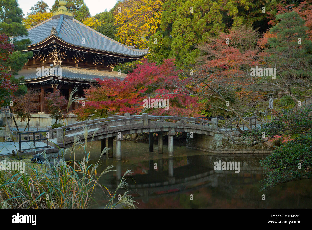 A bridge crosses a pond and a temple is in the background surrounded by fall color in Kyoto, Japan. Stock Photo