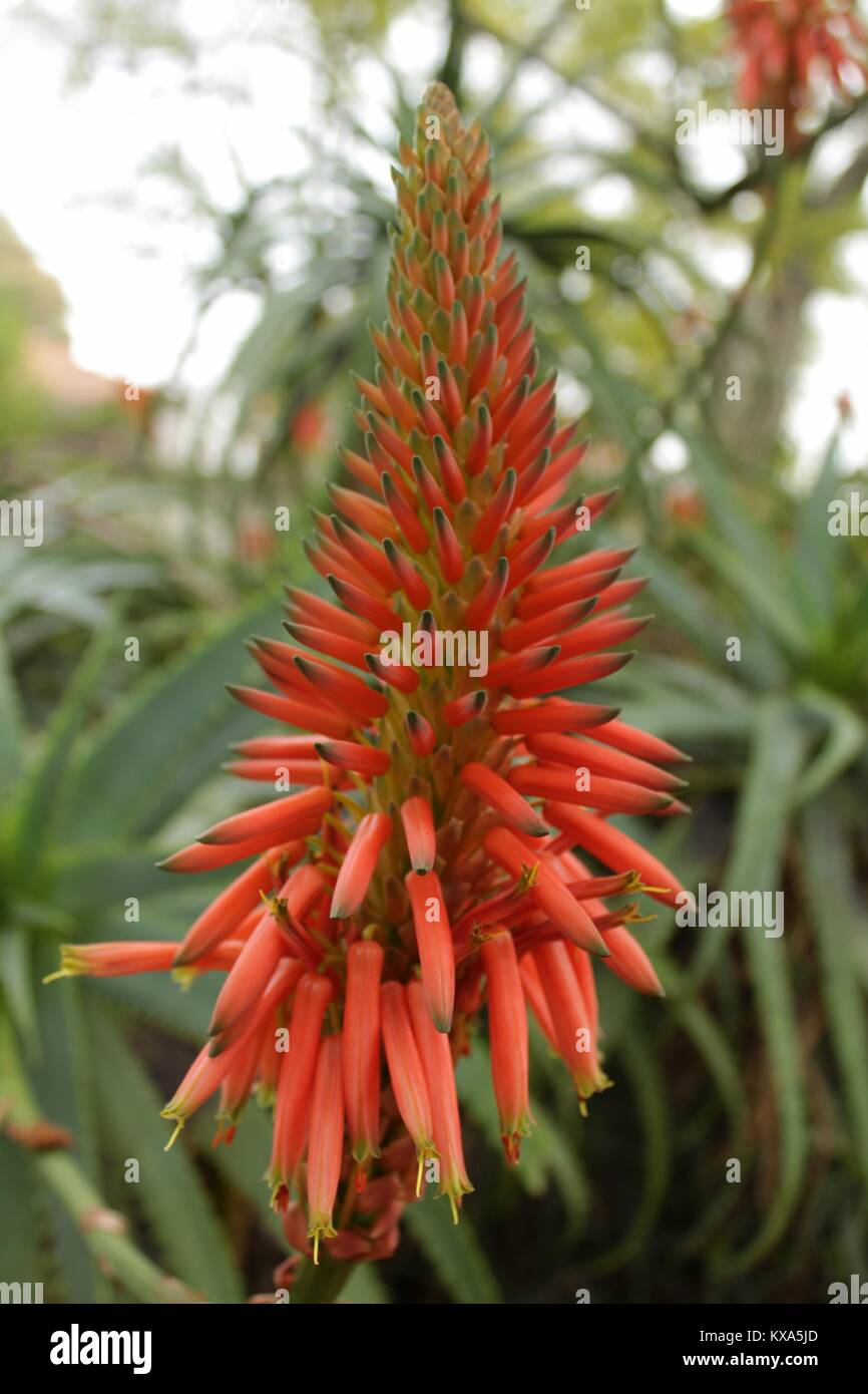 Aloe Arborescens plant (Candelabra Aloe) in a garden in winter Stock