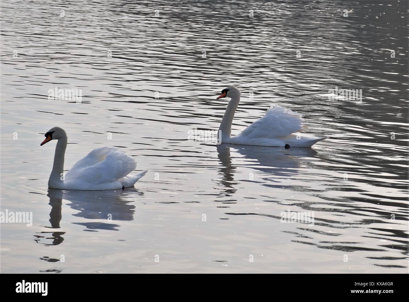 mute swan on thames Stock Photo Alamy