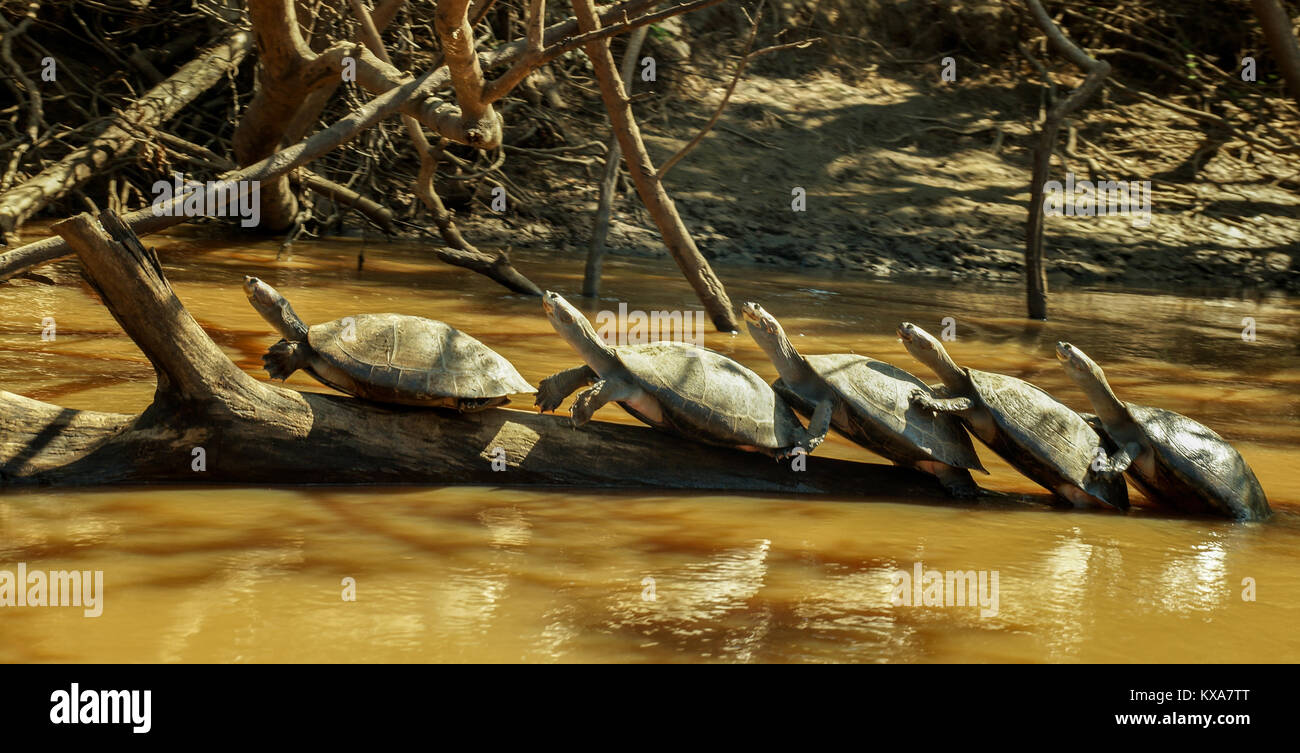 Turtle Meet Up in the Amazon River Stock Photo