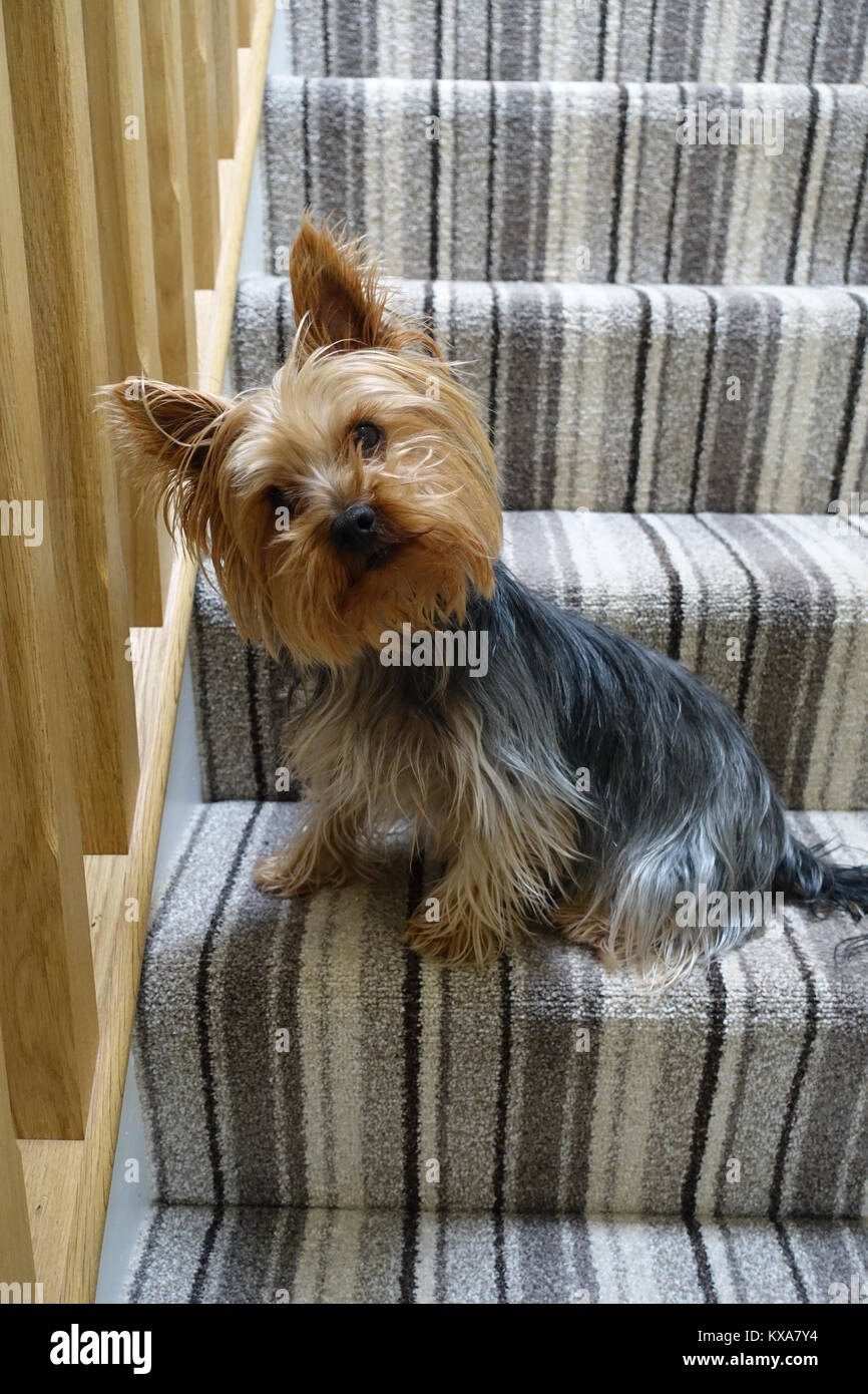 Harvey the yorkie Stock Photo