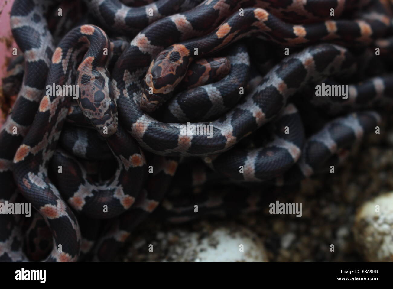 A ball of recently hatched baby corn snakes (Pantherophis guttatus). Corn snakes are some of the most popular pet snakes in Western countries today. Stock Photo