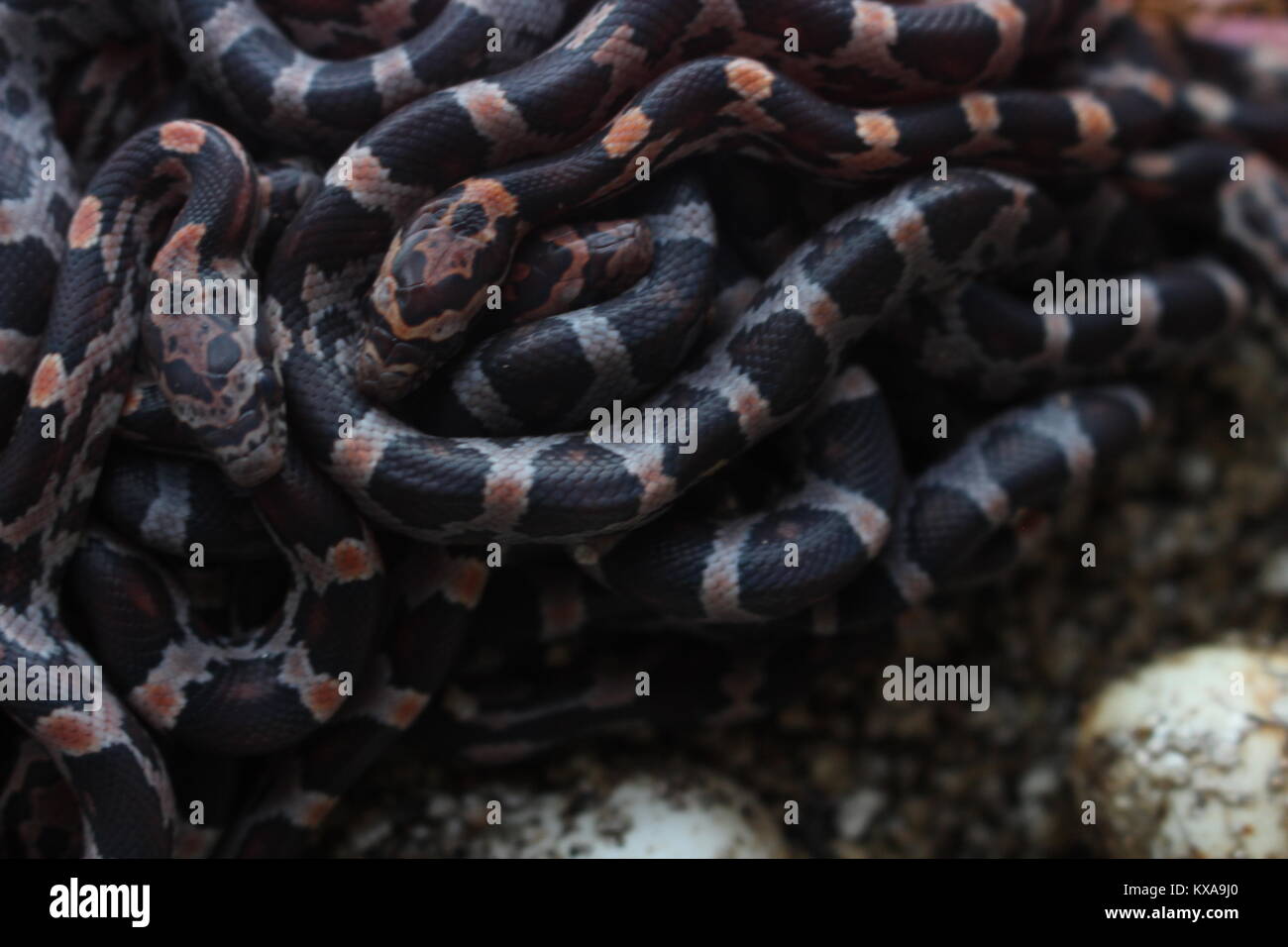A ball of recently hatched baby corn snakes (Pantherophis guttatus). Corn snakes are some of the most popular pet snakes in Western countries today. Stock Photo