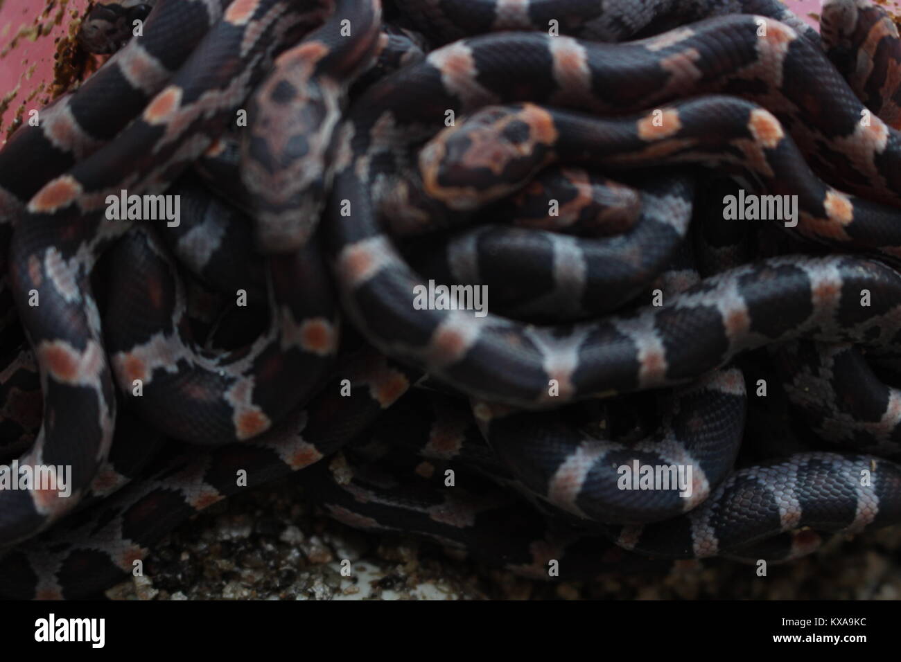 A ball of recently hatched baby corn snakes (Pantherophis guttatus). Corn snakes are some of the most popular pet snakes in Western countries today. Stock Photo
