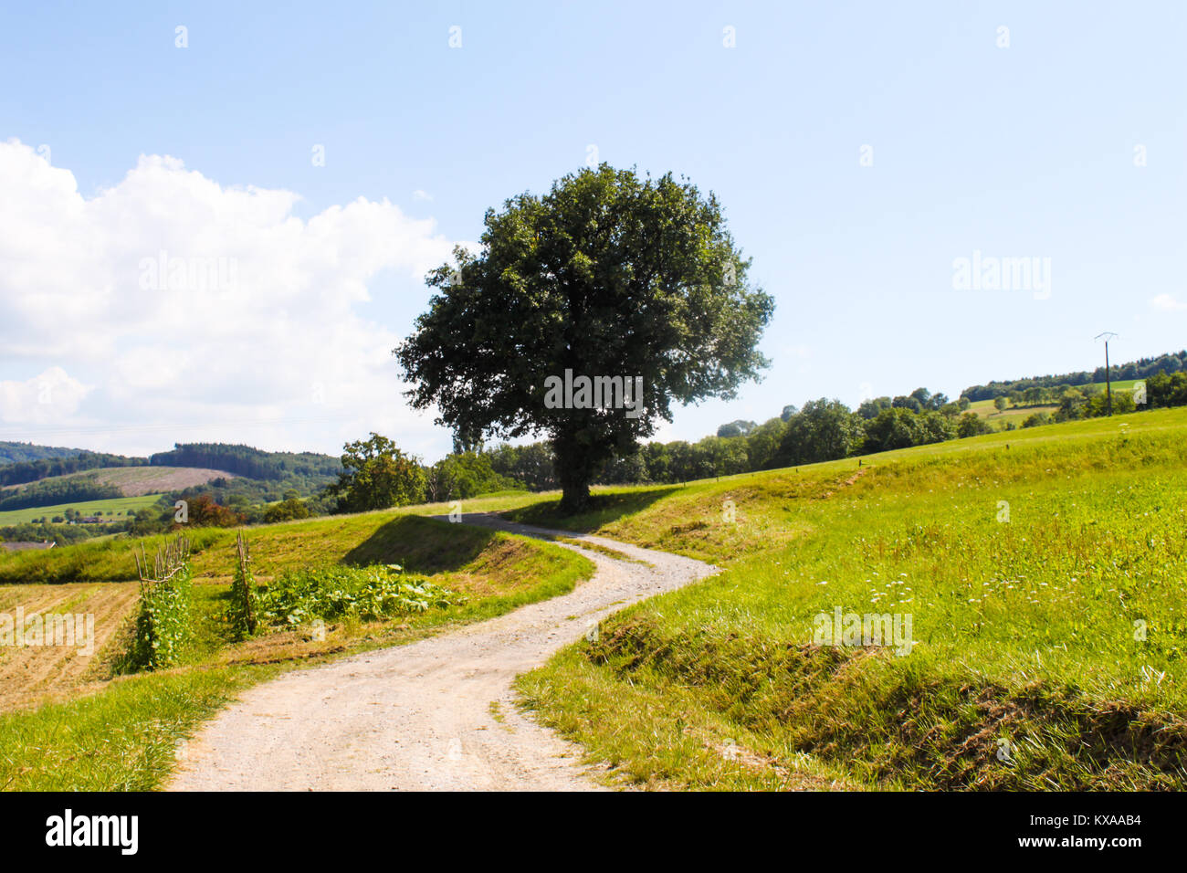 Curved Path to Tree in France Stock Photo