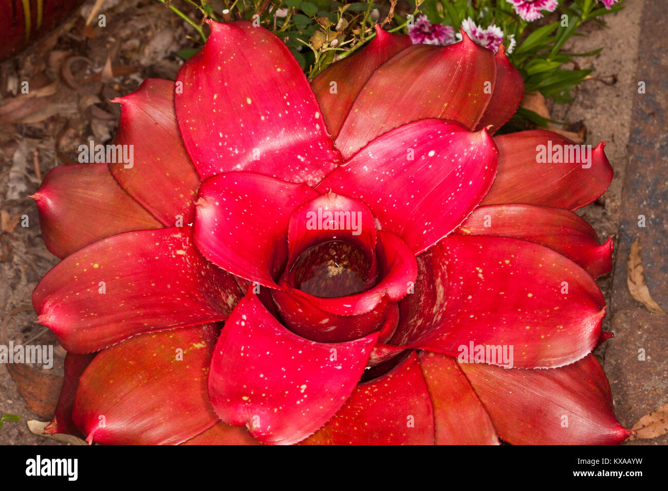 Bromeliad, Neoregelia 'Star No.1 Performer' with vivid red leaves Stock Photo