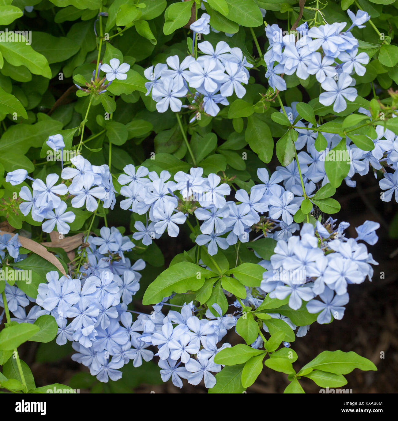 Cluster of pale blue flowers of Plumbago auriculata, evergreen garden shrub, against background of bright green foliage Stock Photo
