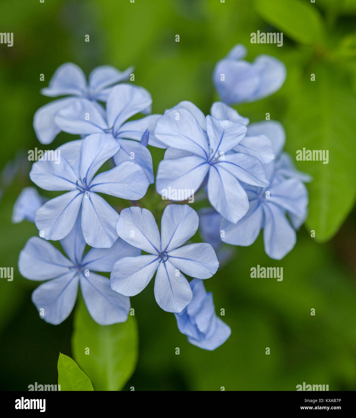 Cluster of pale blue flowers of Plumbago auriculata, evergreen garden shrub, against background of bright green foliage Stock Photo