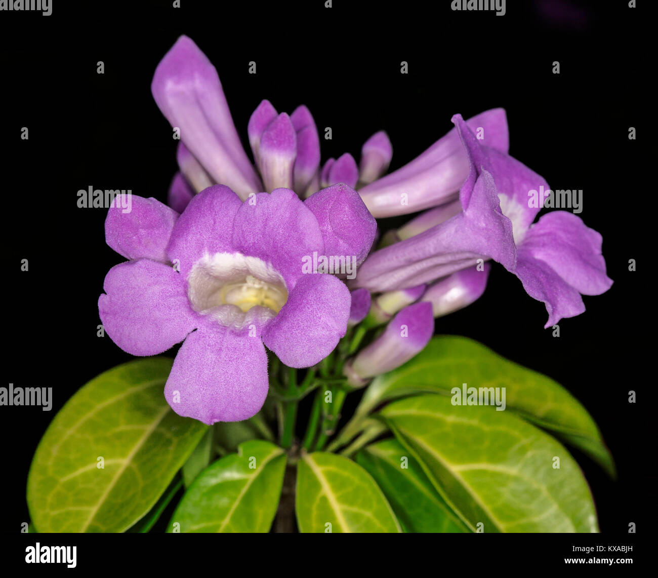 Cluster of stunning purple perfumed flowers & green leaves of garlic vine  Mansoa alliacea / Pseudocalymma alliaceum on black background Stock Photo