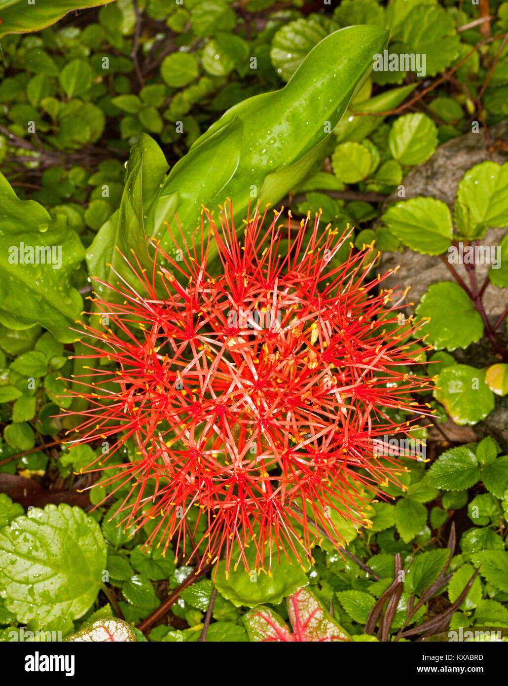 Unusual red flower of spring flowering bulb Scadoxus multiflorus syn. Haemanthus, African blood lily on background of green foliage Stock Photo