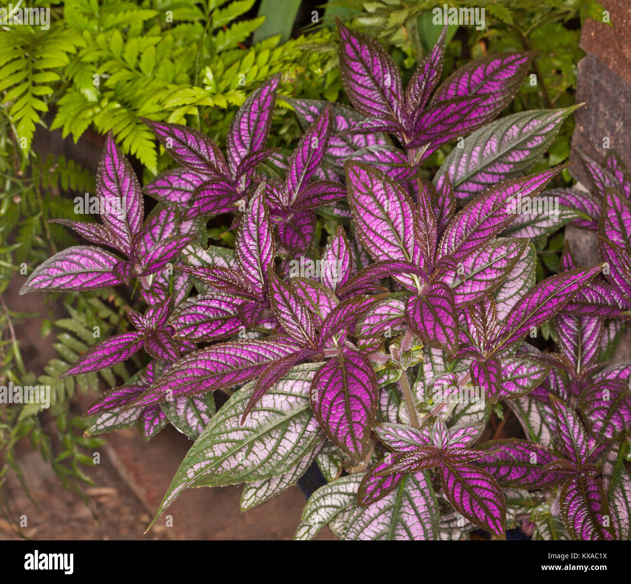 Cluster of vivid purple foliage of Strobilanthes dyerianus / dyeriana, Persian shield plant, growing in garden in Queensland, Australia Stock Photo