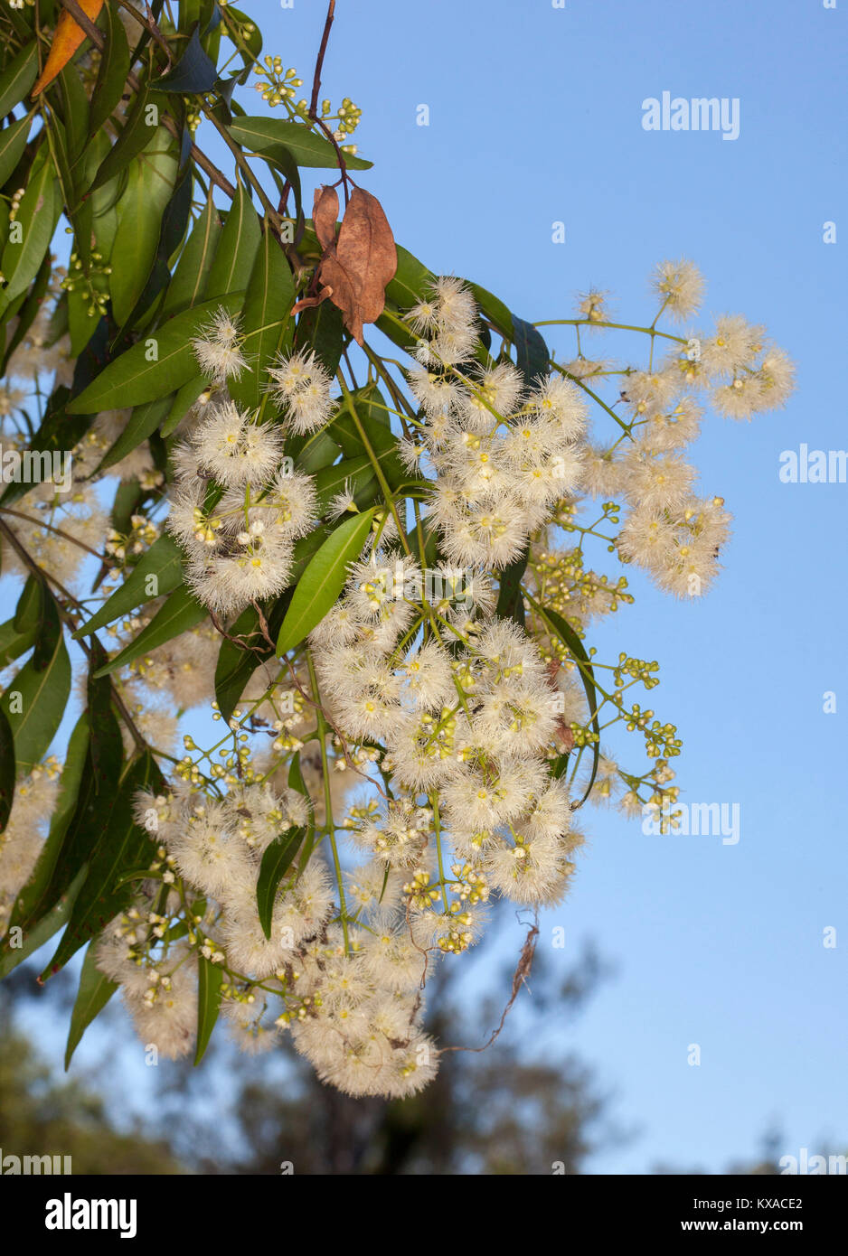 Cluster of creamy white flowers of Syzygium floribundum, weeping lilly pilly tree, Australian native plant, against blue sky Stock Photo