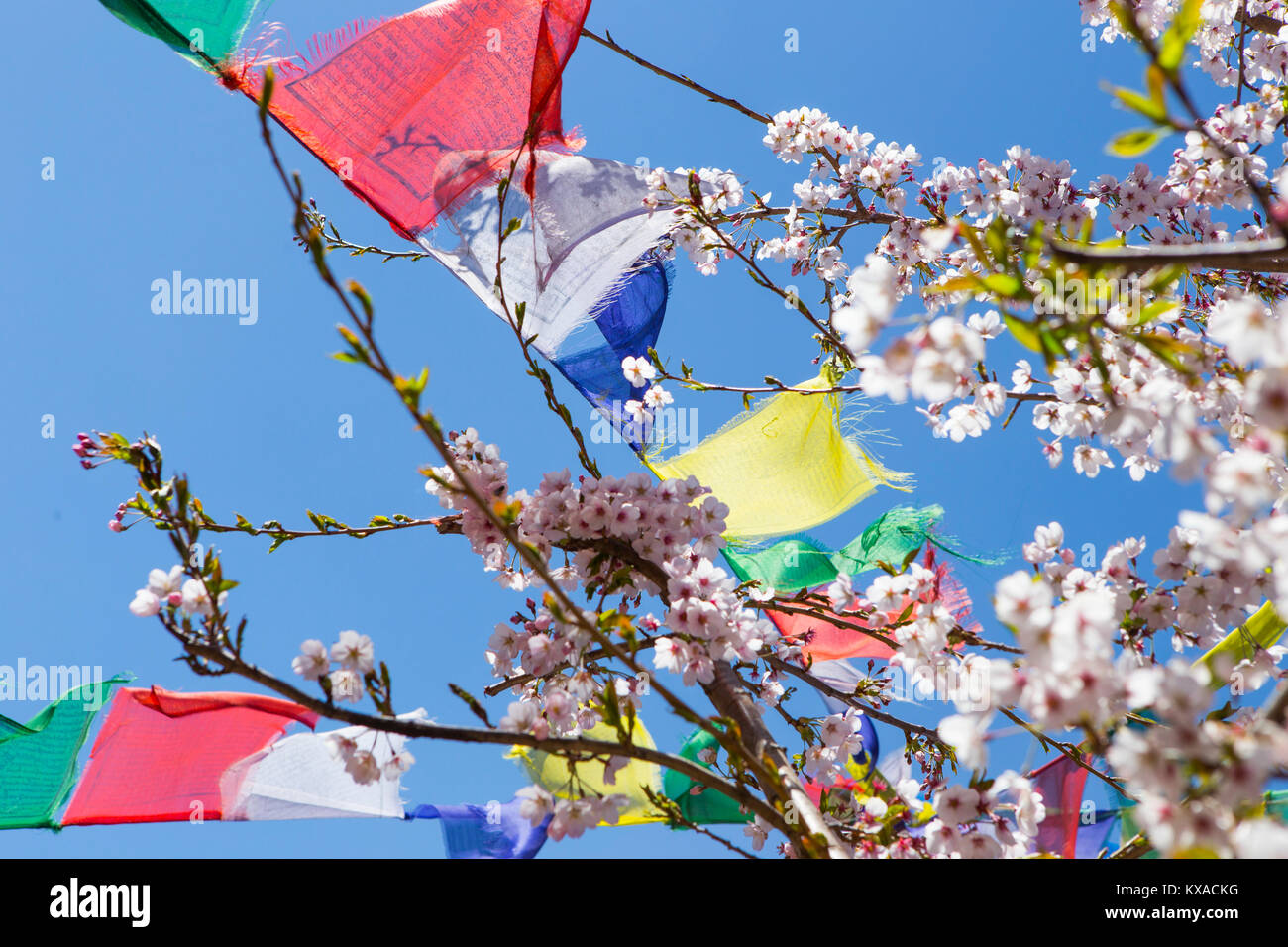 Colorful prayer flags hanging from blossoming tree .  In the evenings you will be rewarded with delicious Nepalese cuisine around the dining-room fire while sipping Sherpa tea and conversing with other like-minded travelers. Stock Photo