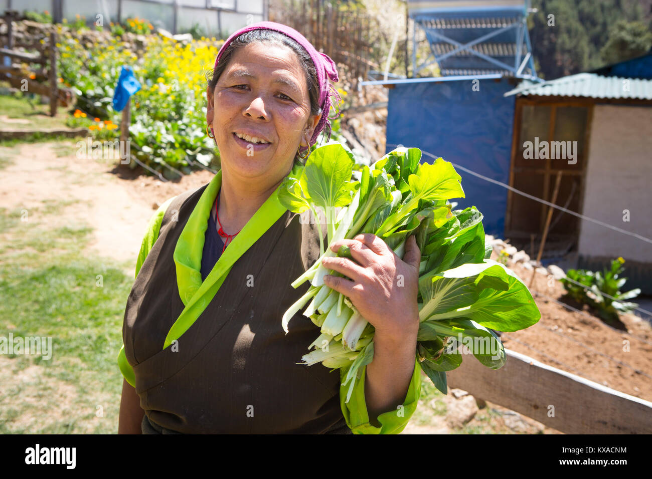 A Sherpani (Sherpa woman) at a guesthouse in Monjo along the trekking to Everest Base Camp, holding freshly harvested eco friendly spinach. Stock Photo