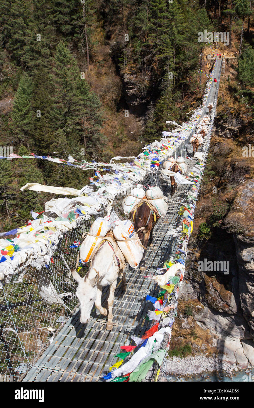 Horses crossing a Nepalese suspension bridge over a deep gorge on the way to Namche Bazar. Stock Photo
