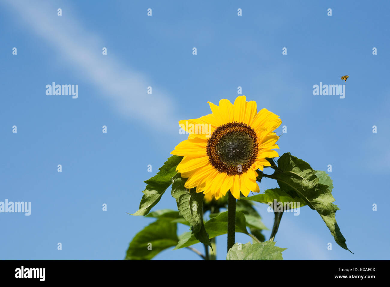Helianthus annuus. Giant sunflower flower. Stock Photo