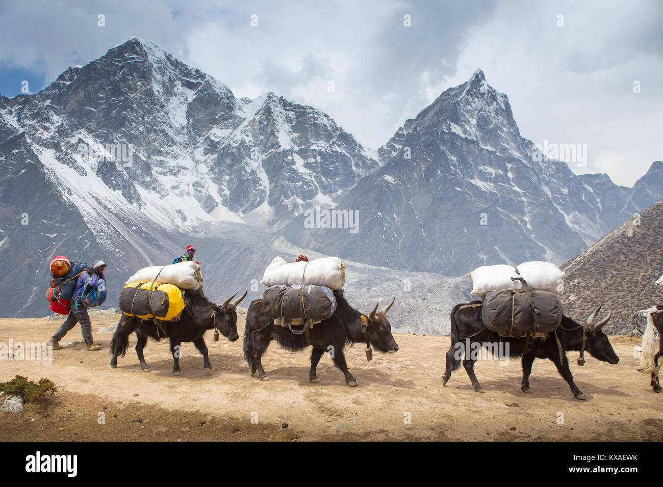 A caravan of yaks carrying heavy loads on its way to Everest Base Camp.  In the evenings you will be rewarded with delicious Nepalese cuisine around the dining-room fire while sipping Sherpa tea and conversing with other like-minded travelers. Stock Photo