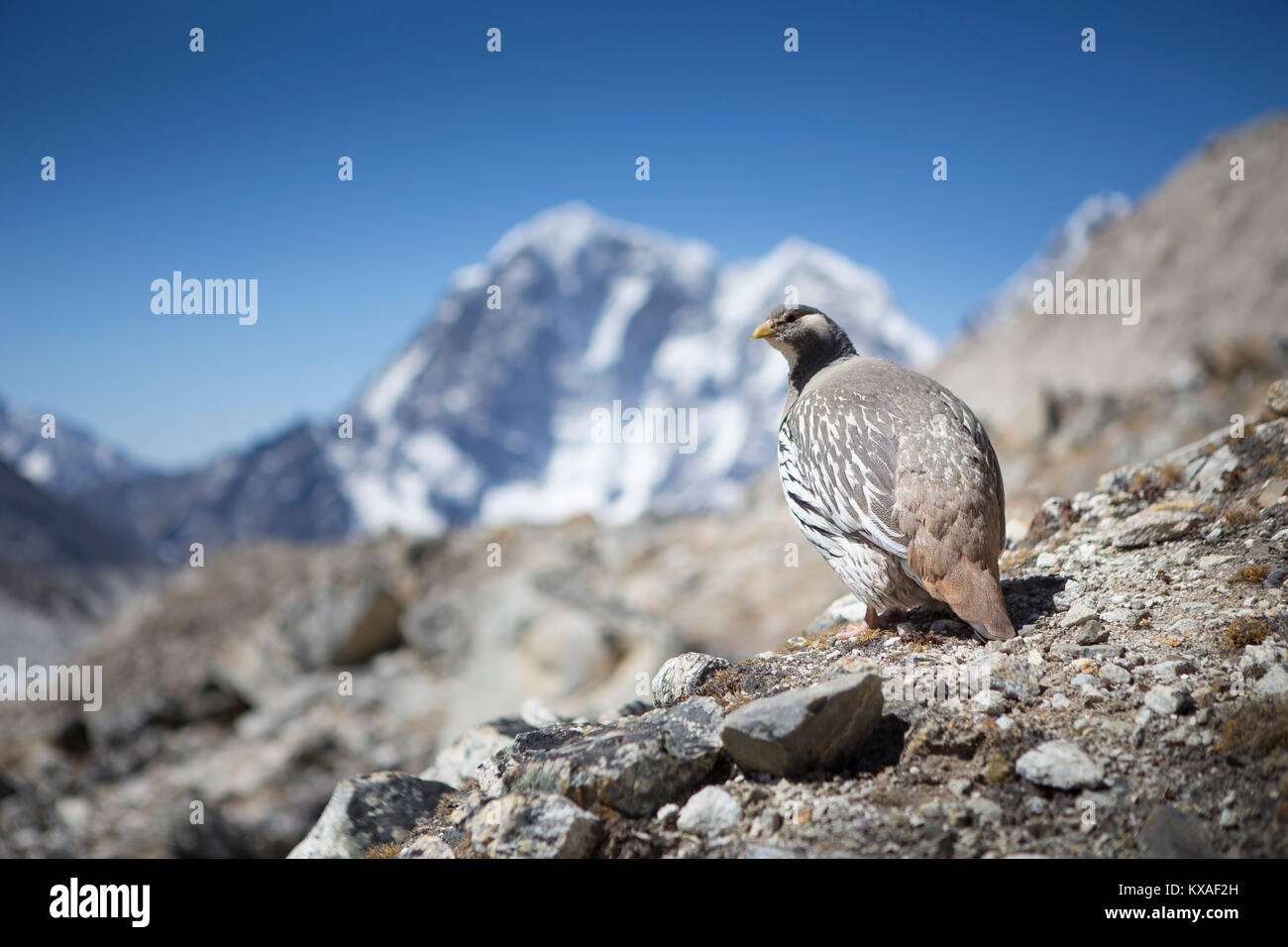 A Tibetan Snowcock between Gorak Shep and Everest Base Camp. Stock Photo