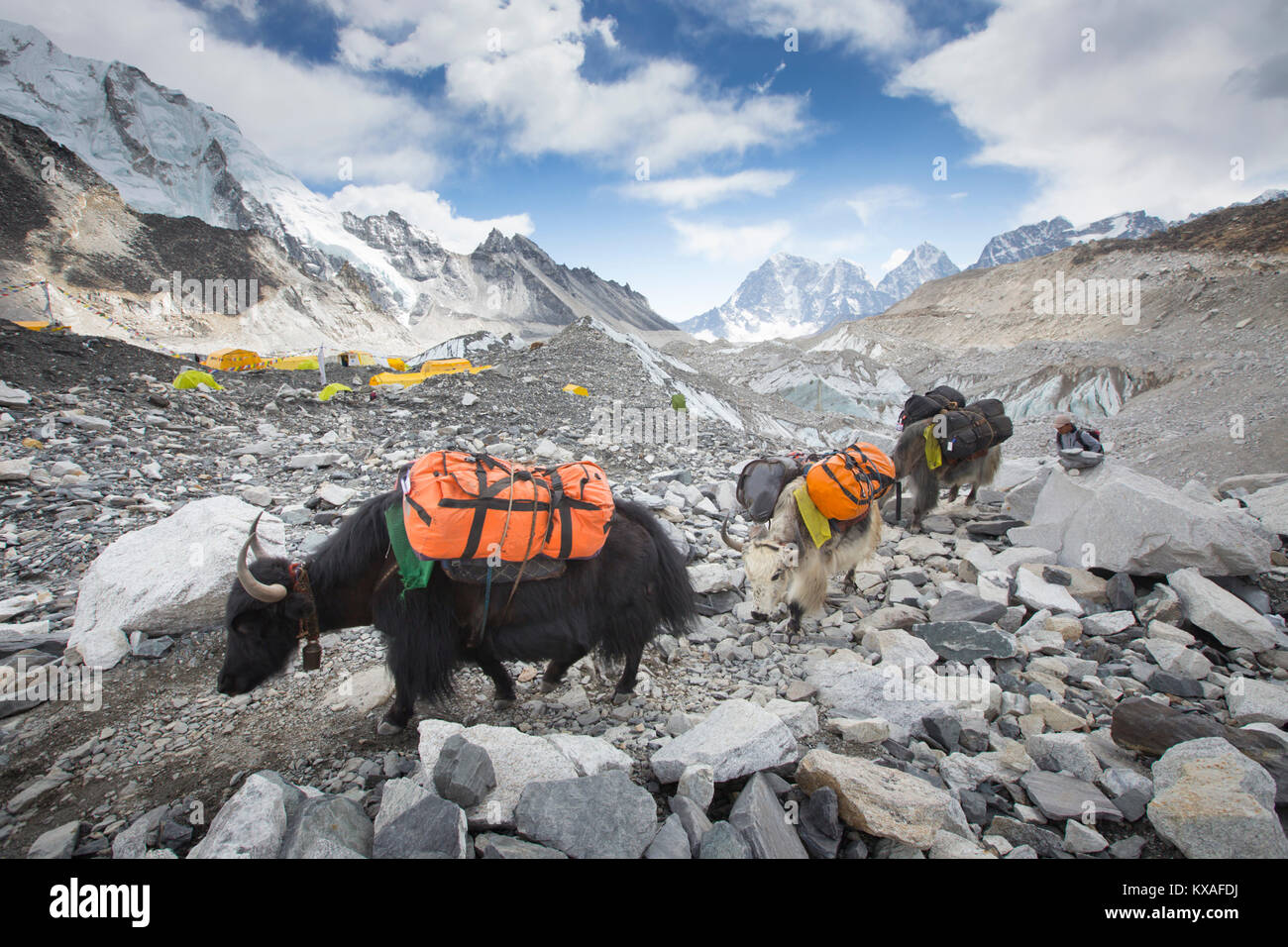 Yaks are entering Everest base camp (5364 meters / 17,598 ft) after carrying loads of climbers all the way from Lukla. Stock Photo
