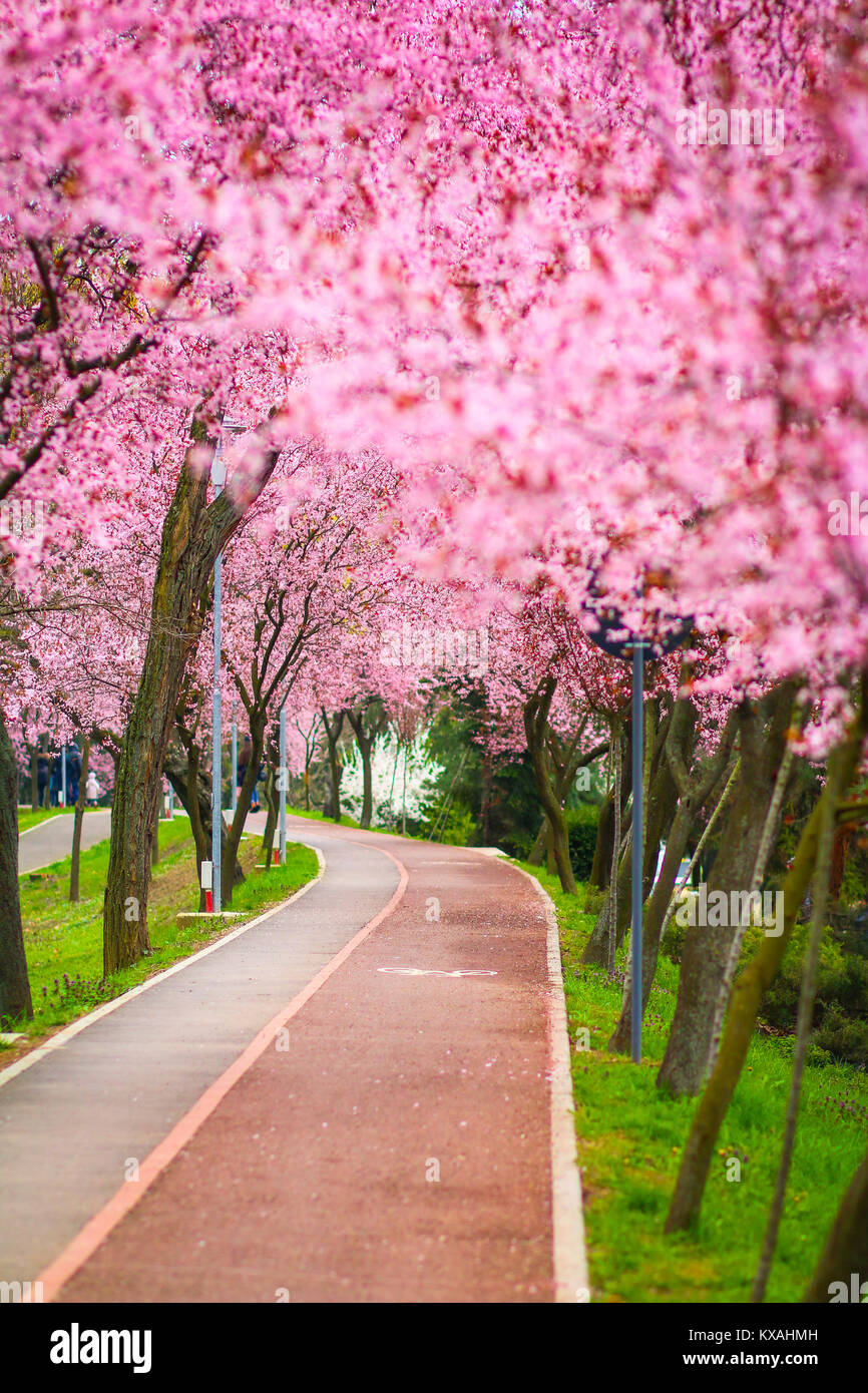 Beautiful landscape with a park alley covered with branches filled with pink flowers in springtime in Timisoara, Timis County, Romania Stock Photo