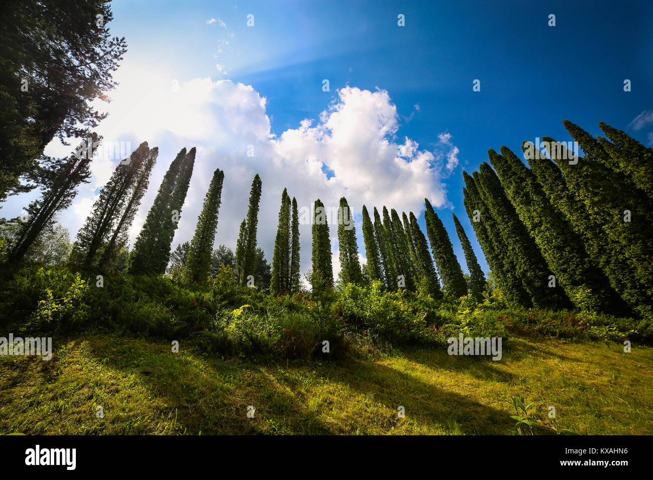 Row of cypress trees over a hill near Gozna lake, Valiug, Caras-Severin county, Romania Stock Photo