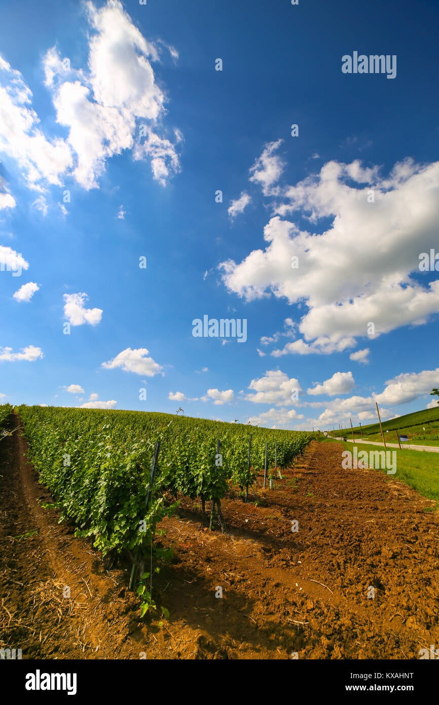 Vineyards with beautiful blue sky at Recas, Timis County, Romania Stock Photo