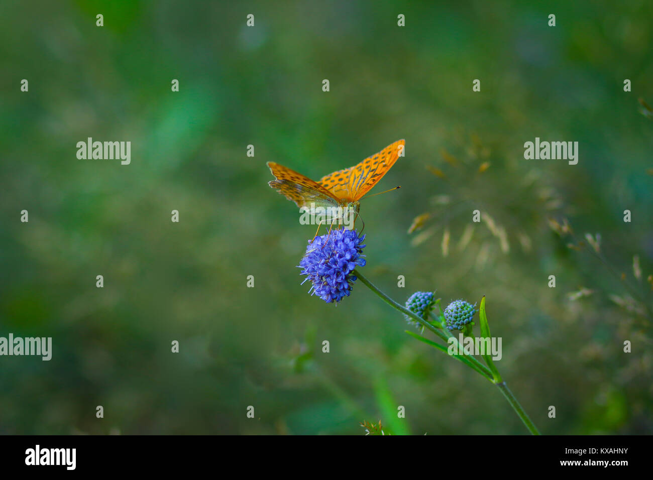 Issoria Lathonia - Queen of Spain Fritillary in Beigua National Geo Park, Liguria, Italy Stock Photo