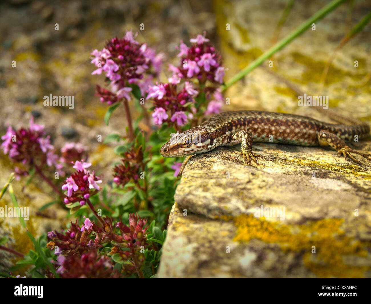 Italian wall lizard or Ruin lizard Podarcis sicula, Lacertidae, Beigua National Geopark, Liguria, Italy Stock Photo