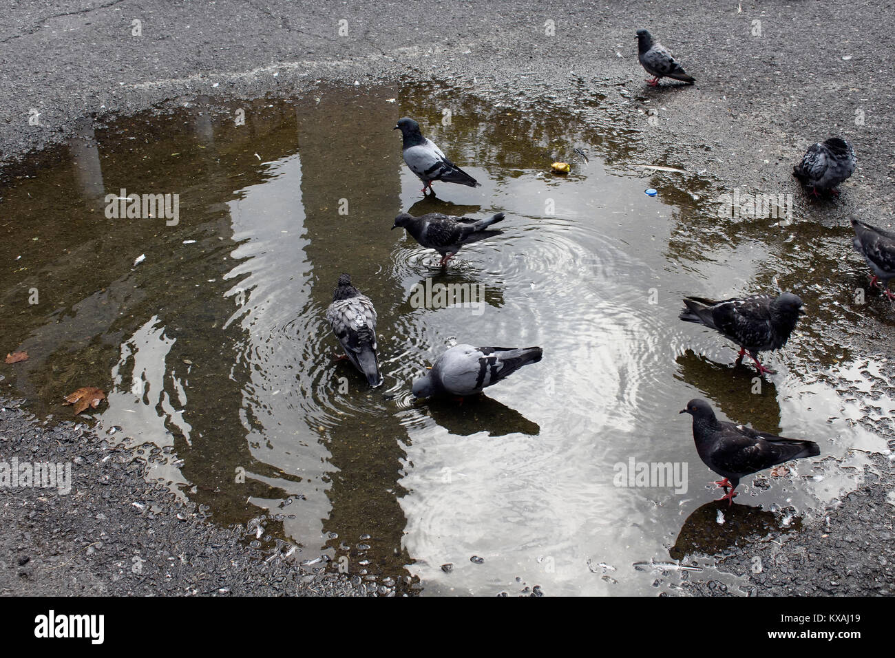 Pigeons take bath and drink in water on ground. Stock Photo