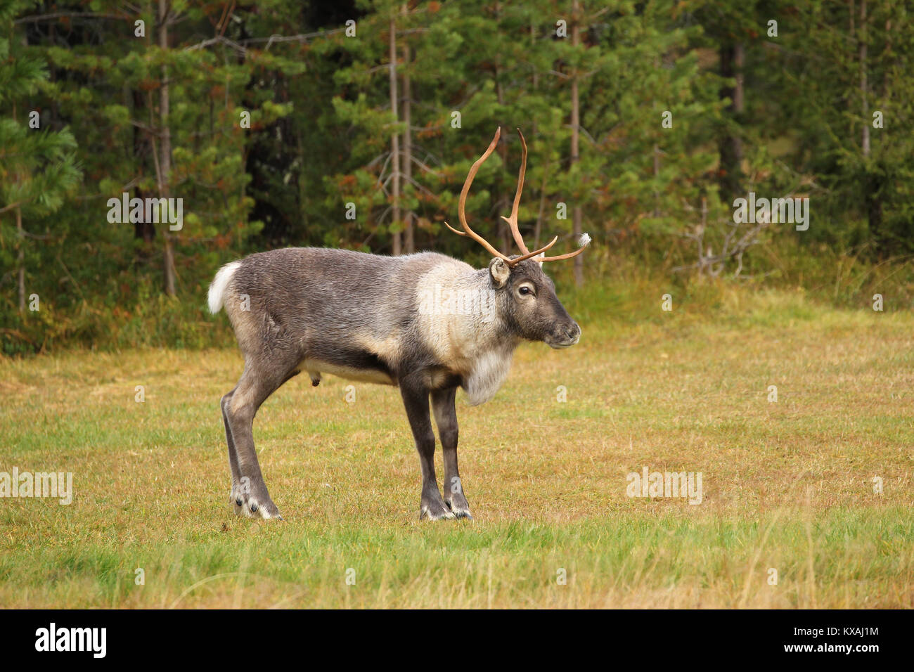 Reindeer (Rangifer tarandus) at the edge of the forest, Lapland, Finland Stock Photo