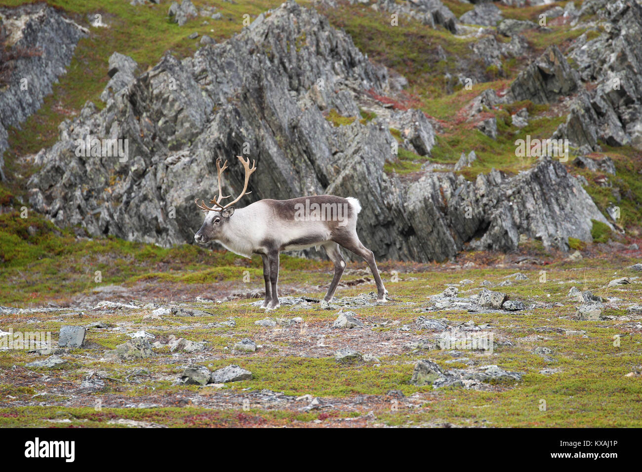 Reindeer (Rangifer tarandus) Tundra, Northern Norway, Norway Stock Photo