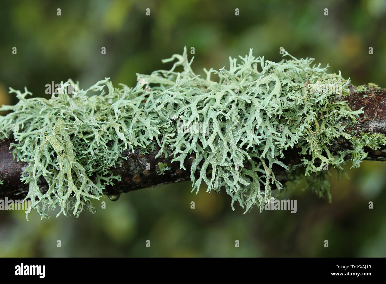 Iceland moss (Cetraria islandica) at the branch, Southern Sweden, Sweden Stock Photo