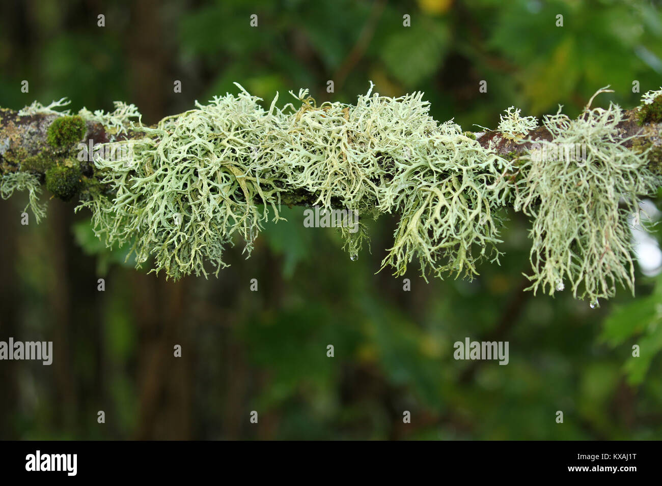 Iceland moss (Cetraria islandica) at the branch, Southern Sweden, Sweden Stock Photo