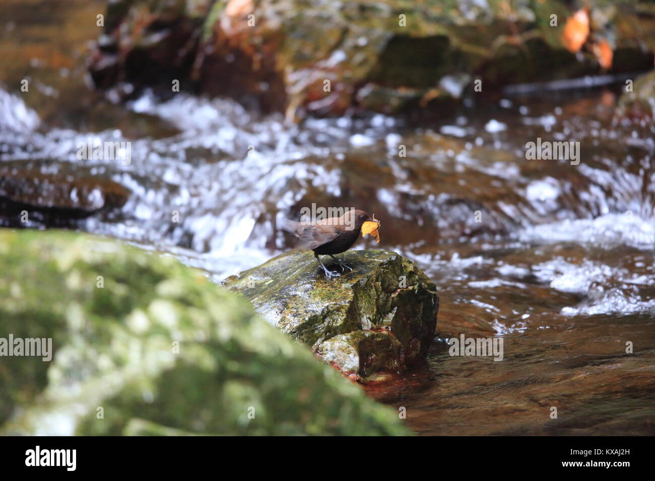 Brown Dipper (Cinclus pallasii) in Japan Stock Photo