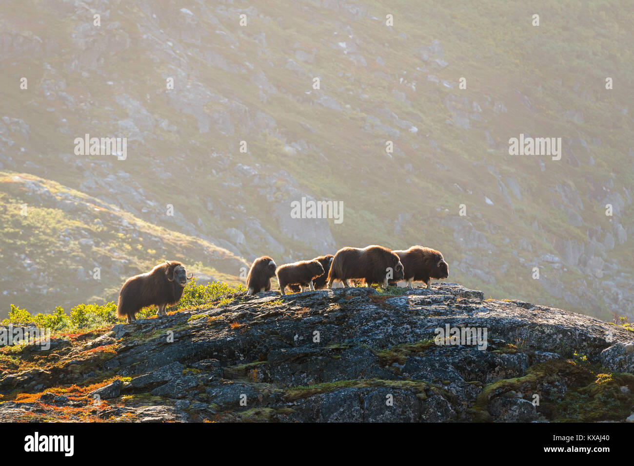 Musk oxen (Ovibos moschatus), herd in rocky landscape, West Greenland, Greenland Stock Photo