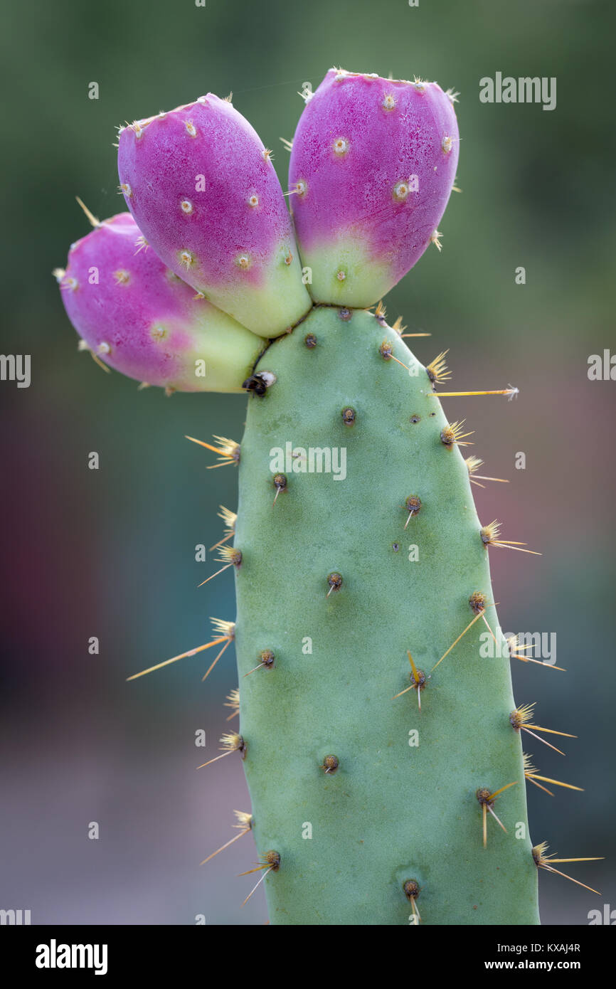 Engelmann's Prickly Pear (Opuntia engelmannii) with pink cactus fruits, Arizona, USA Stock Photo