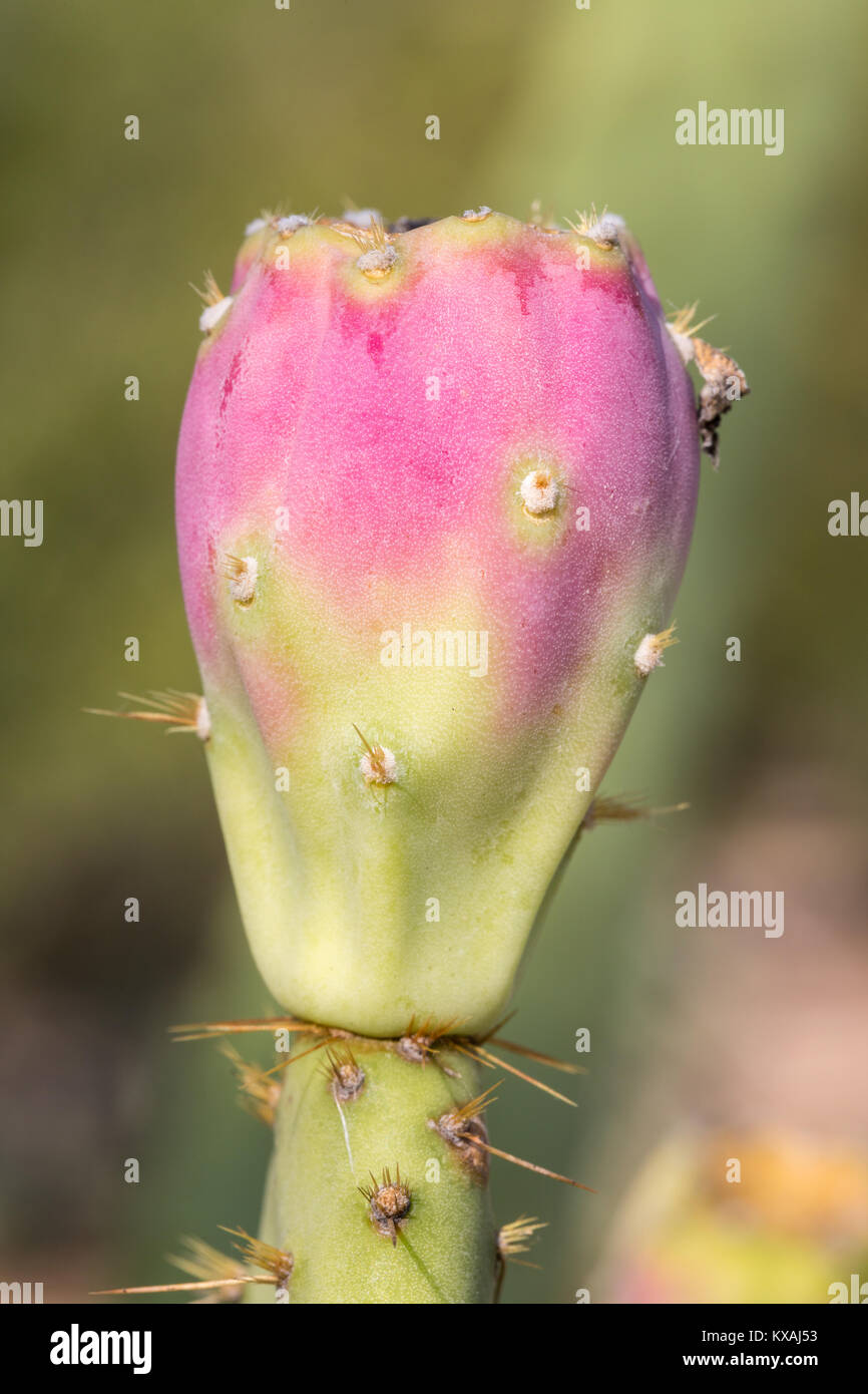Engelmann's Prickly Pear (Opuntia engelmannii) with pink cactus fruit, Arizona, USA Stock Photo