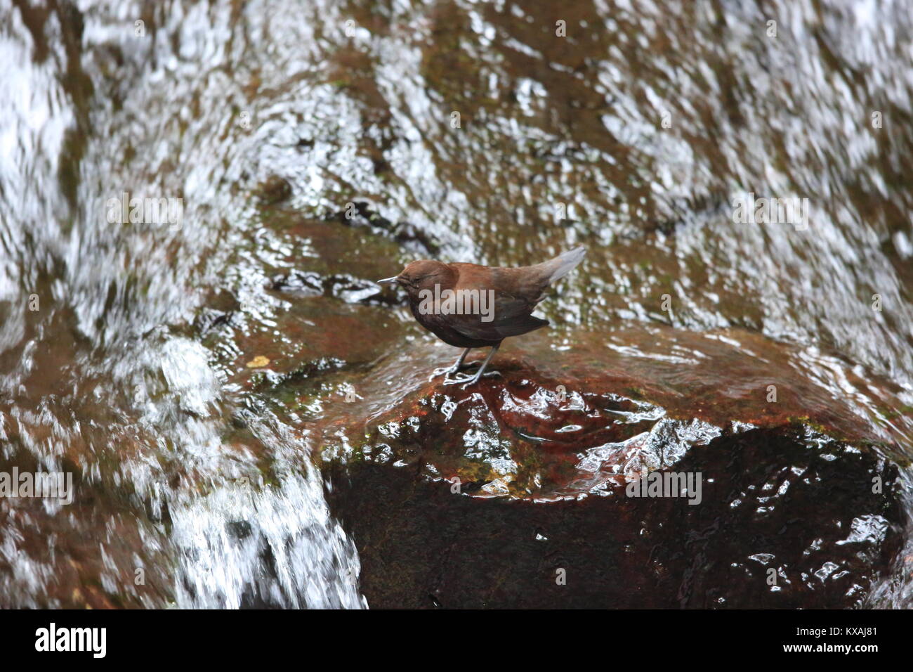 Brown Dipper (Cinclus pallasii) in Japan Stock Photo