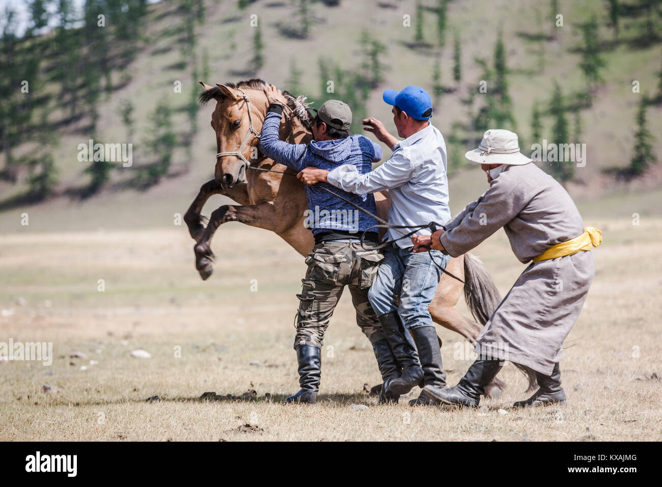 Men trying to tame bucking bronco horse, Bunkhan, Bulgan, Mongolia Stock Photo