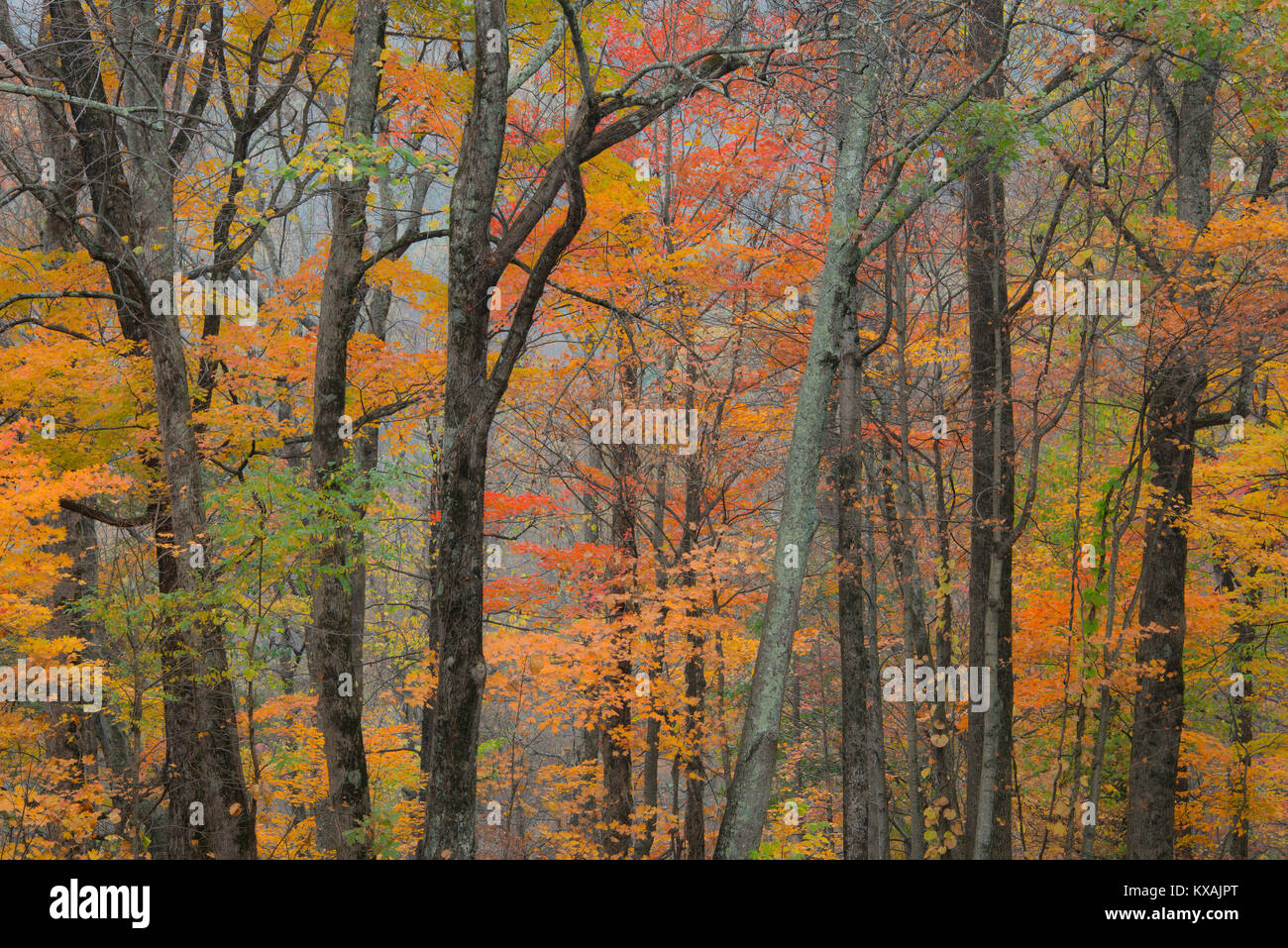 Autumn color, Great Smoky Mountain NP, Tennessee, by Bill Lea/Dembinsky Photo Assoc Stock Photo