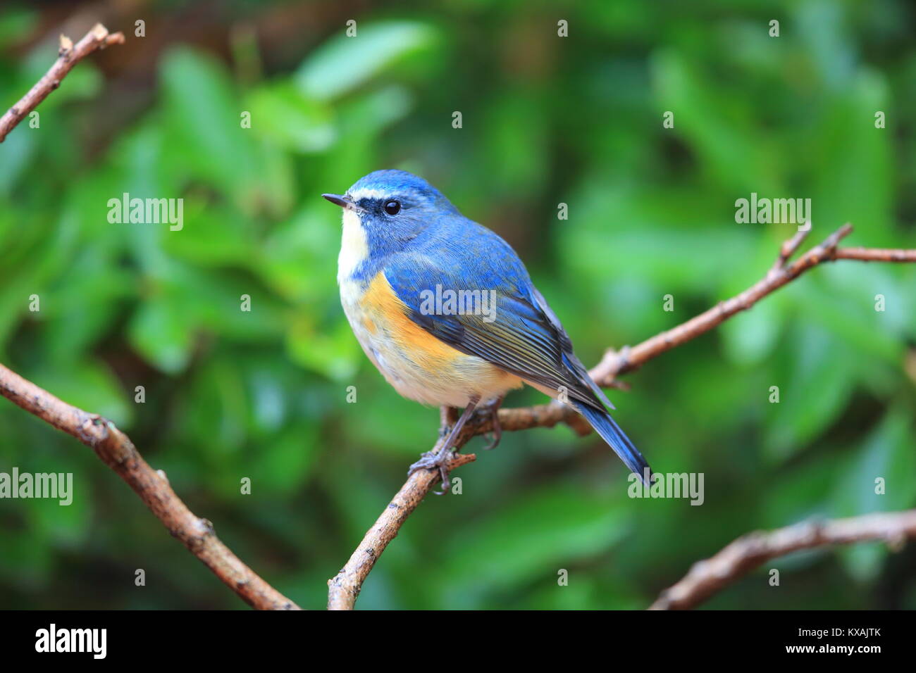Red-flanked Bluetail or Orange-flanked Bush-Robin