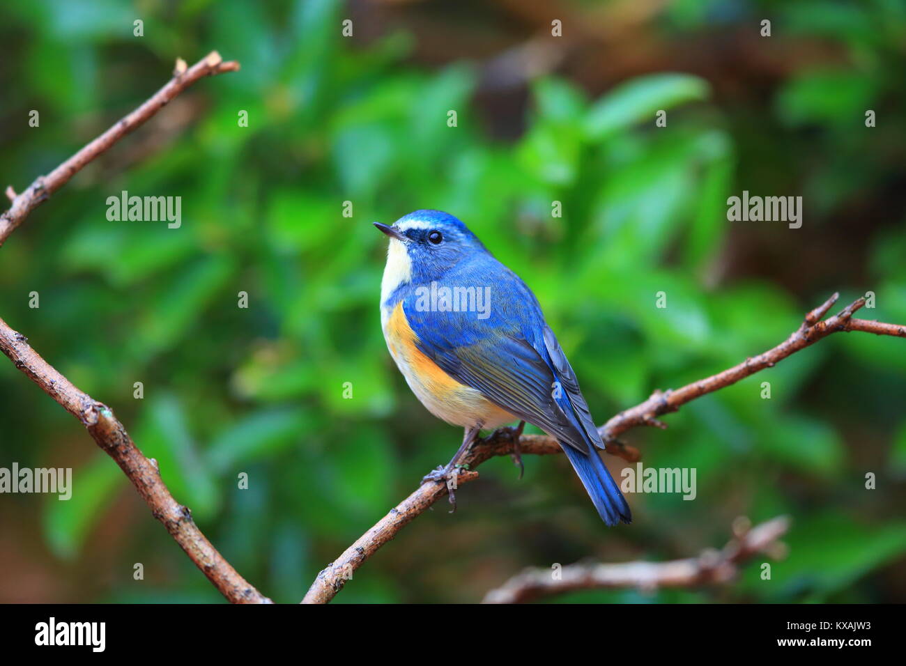 Red-flanked Bluetail or Orange-flanked Bush-Robin