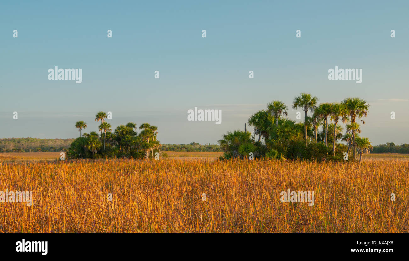 Sabal or Cabbage Palm (Sabal palmetto), Tree Island, Everglades NP, Florida, by Bill Lea/Dembinsky Photo Assoc Stock Photo