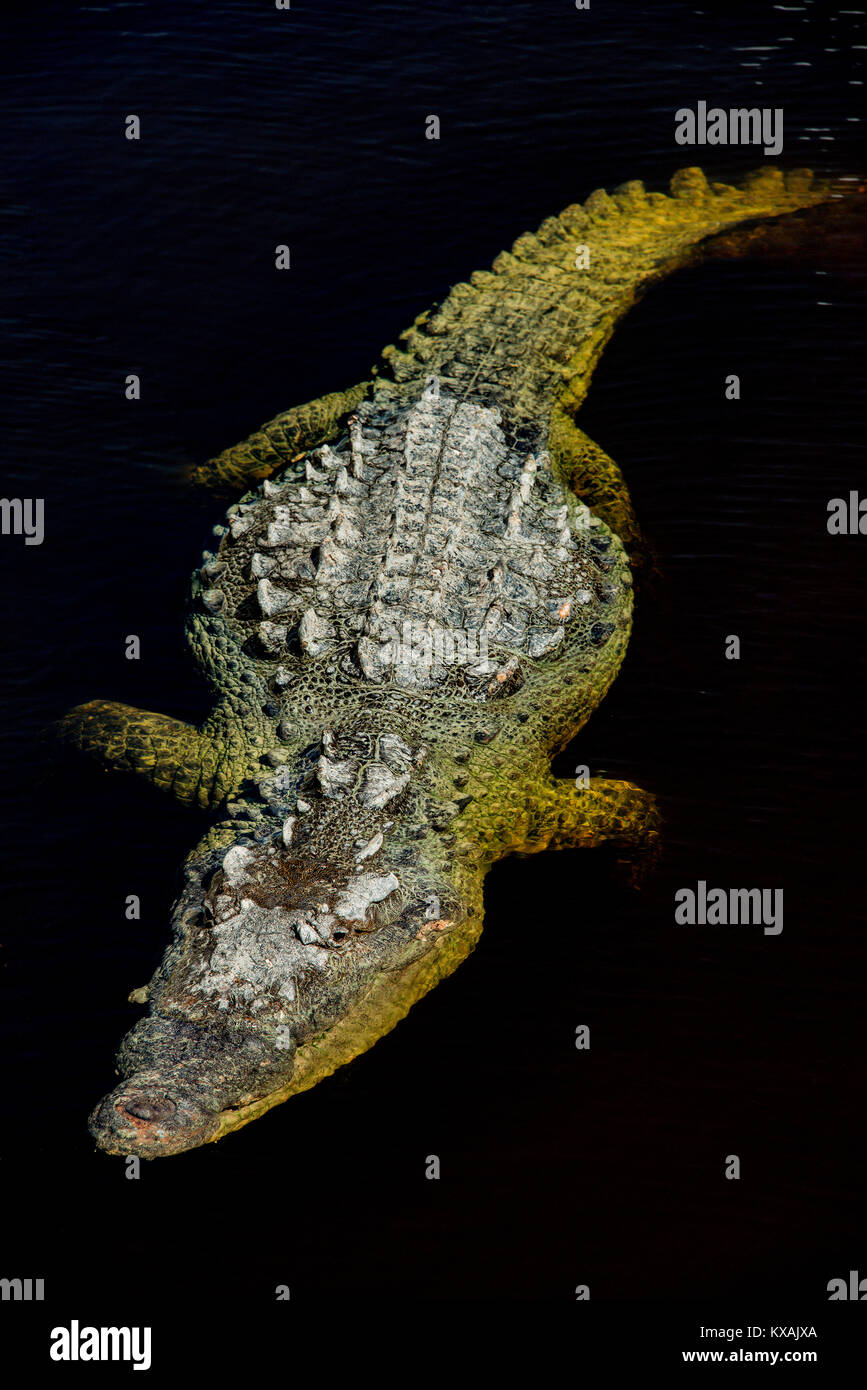American Crocodile  (Crocodylus acutus), Everglades NP, Florida USA, by Bill Lea/Dembinsky Photo Assoc Stock Photo