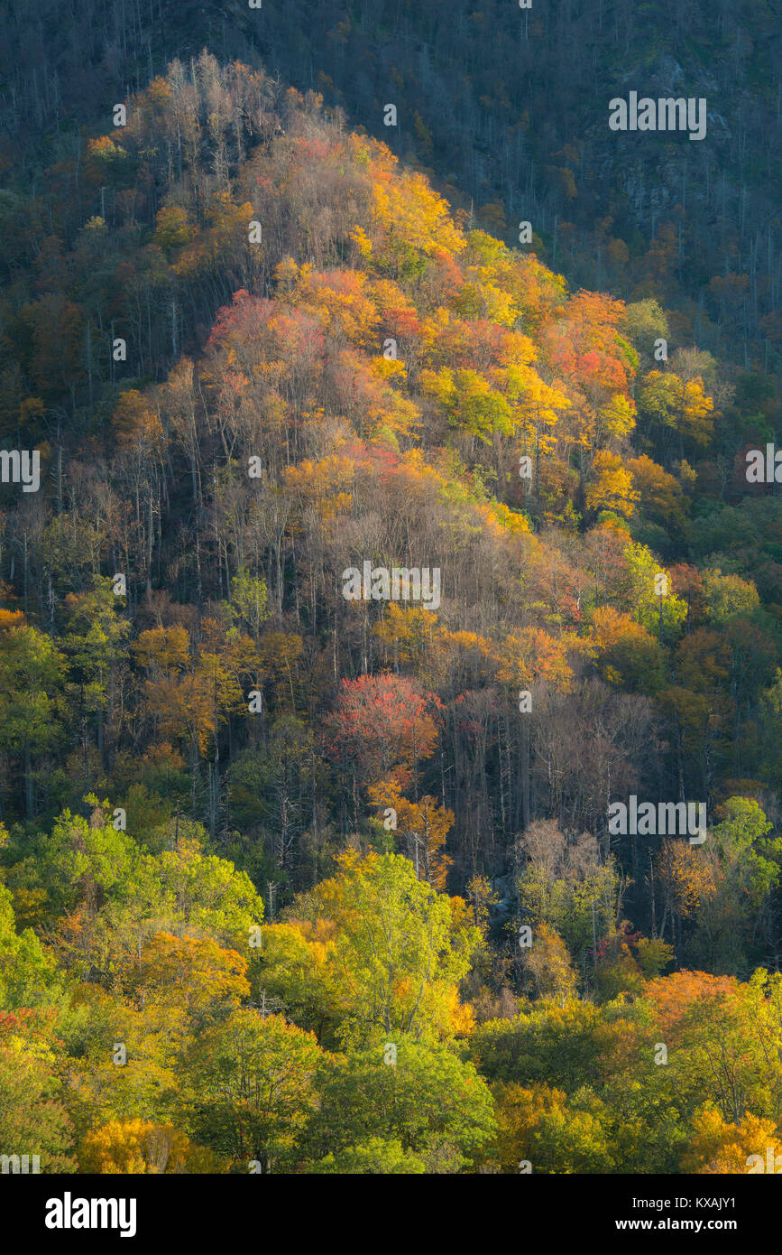 Early Autumn, Great Smoky Mountains NP, TN, USA, by Bill Lea/Dembinsky Photo Assoc Stock Photo