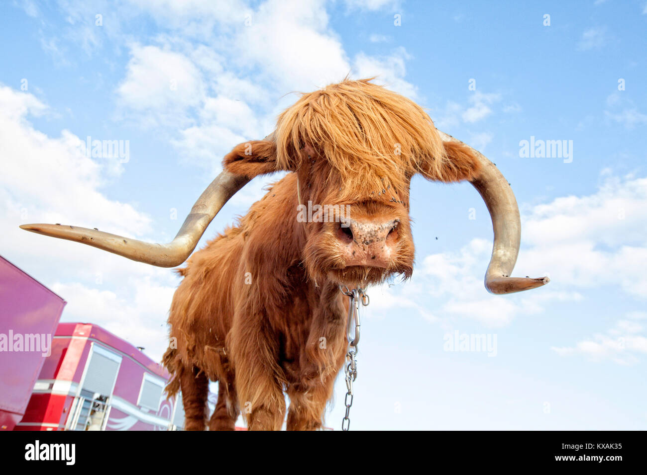 Tibetan Cow infested with flies at Zavatta Circus, Kerroch, Brittany, France Stock Photo