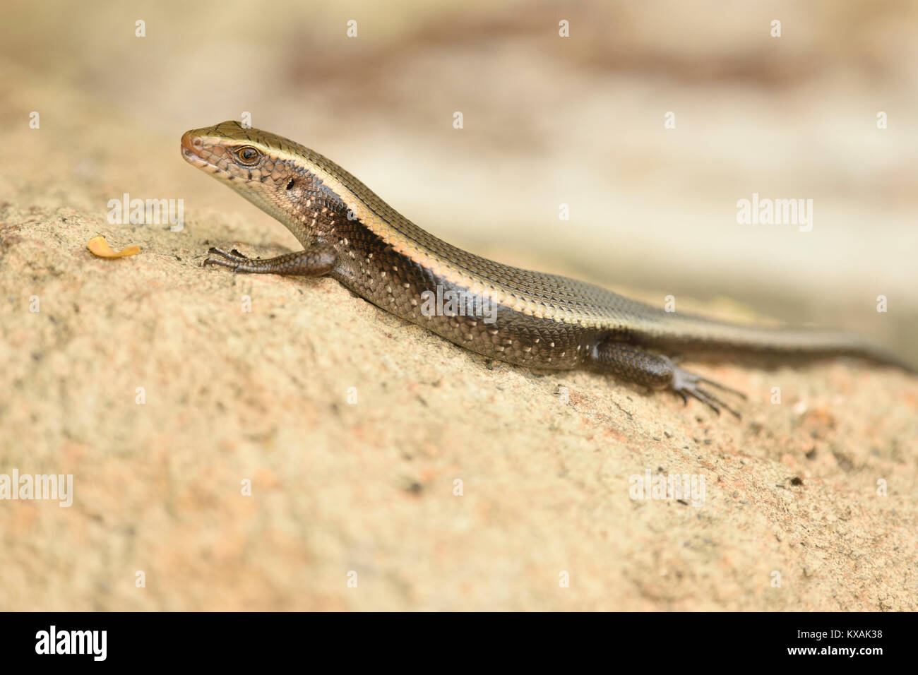 Adult many-striped skink (Eutropis multifasciata) sunbathing, Cat Ba, North Vietnam, Vietnam Stock Photo